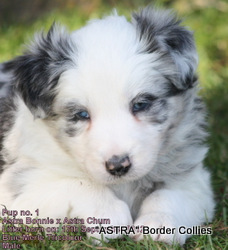 Blue merle tricolour male, rough coat, border collie puppy